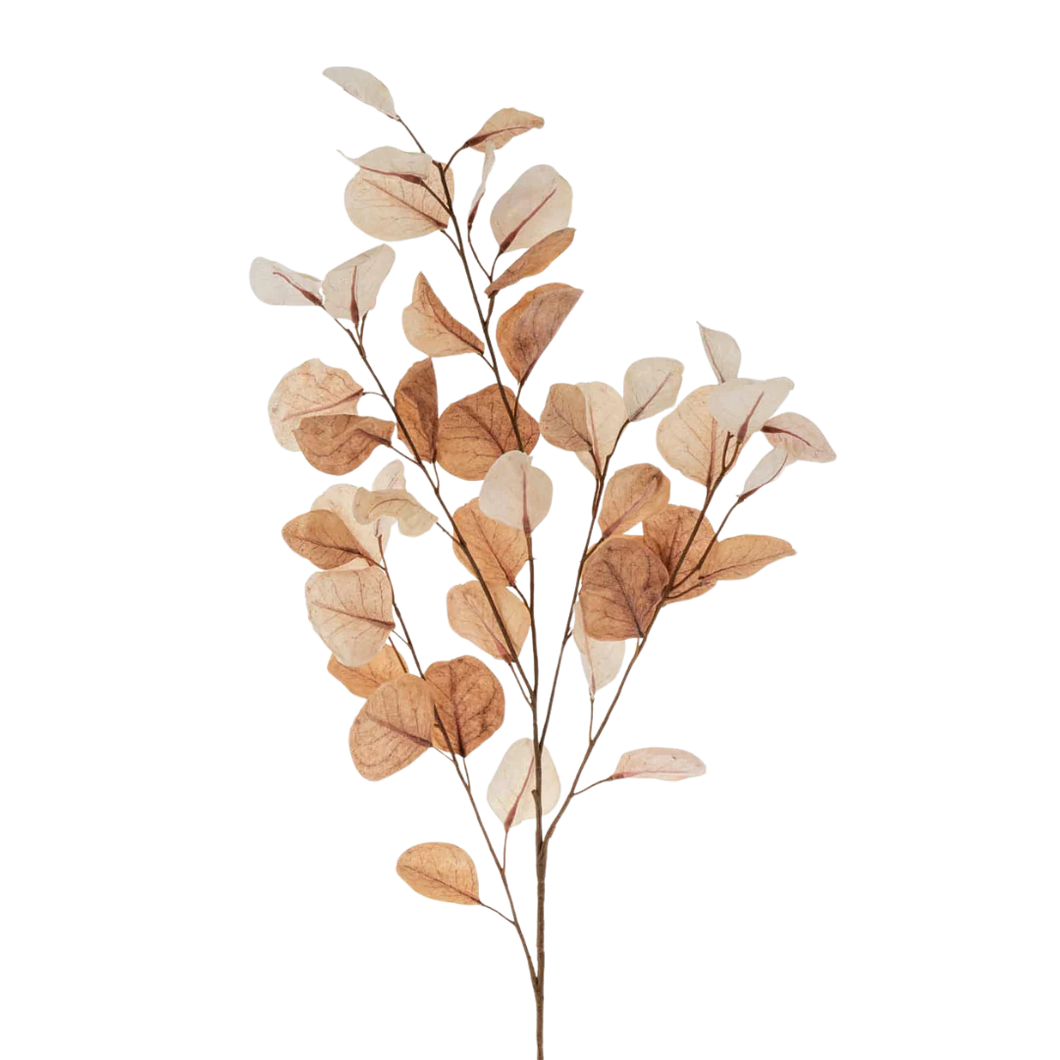 Dried Eucalyptus Branch