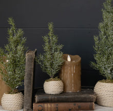 Load image into Gallery viewer, Vervier Tree in a Pot // 12.25&quot;
