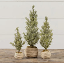 Load image into Gallery viewer, Vervier Tree in a Pot // 12.25&quot;
